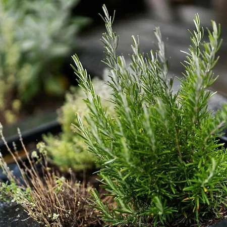 Hébergement de vacances Near Nature And Attractions On Helgenaes *