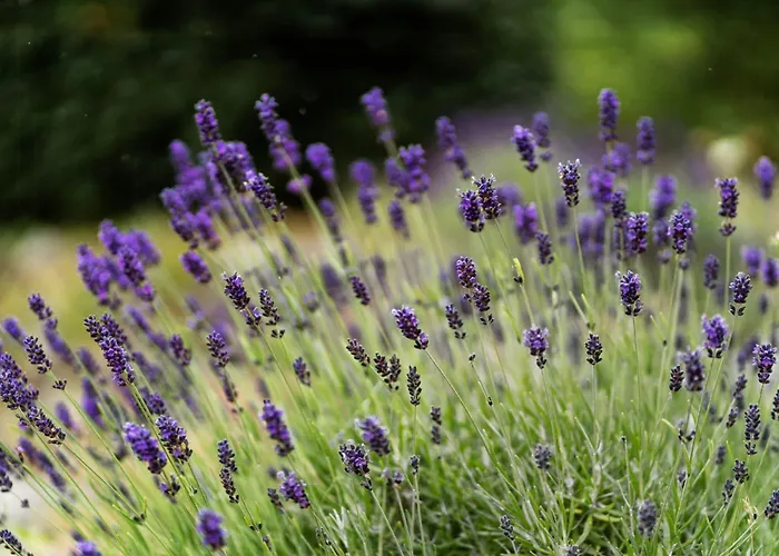 Ferienhaus Near Nature And Attractions On Helgenaes